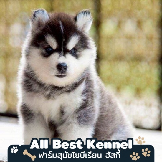 ขายลูกสุนัขไซบีเรียน