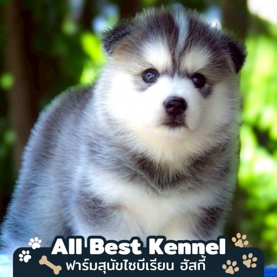 จําหน่ายลูกสุนัขไซบีเรียน