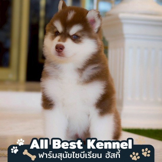 ลูกไซบีเรียน ฮัสกี้ ราคา - ฟาร์มสุนัข ไซบีเรียน ฮัสกี้ - Allbest Kennel