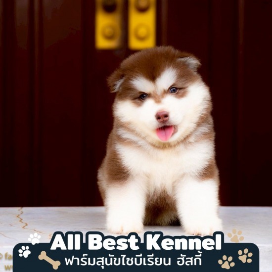 ลูกหมาไซบีเรียน พันธุ์แท้ - ฟาร์มสุนัข ไซบีเรียน ฮัสกี้ - Allbest Kennel