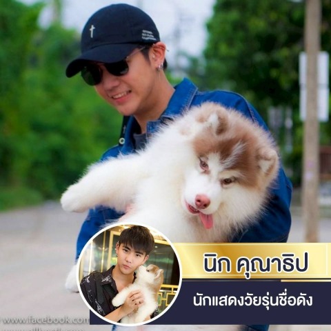 ราคาลูกสุนัขไซบีเรียน