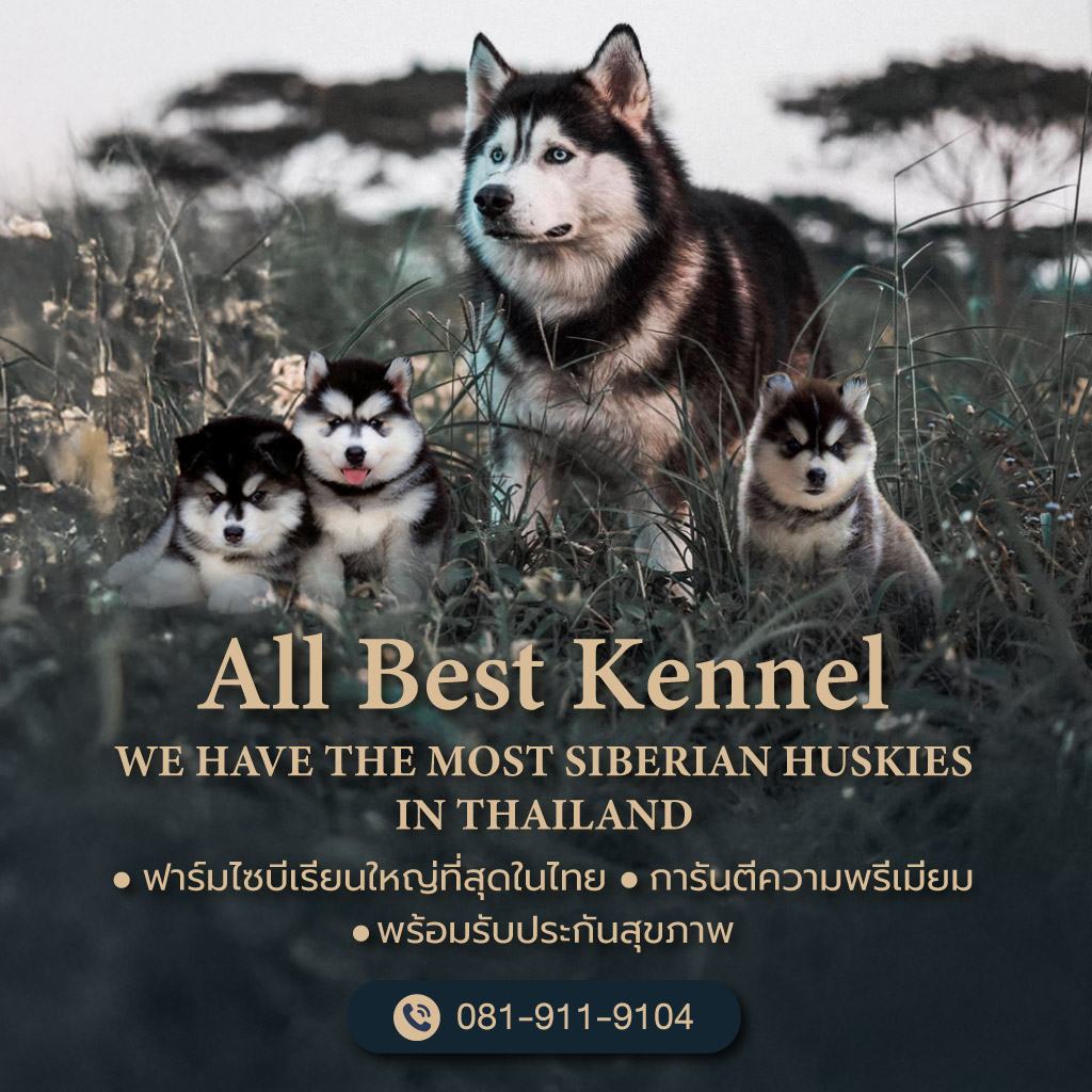 80038613-m-ฟาร์มสุนัข-Allbest-Kennel-ฟาร์มไซบีเรียนใหญ่ที่สุดในไทย