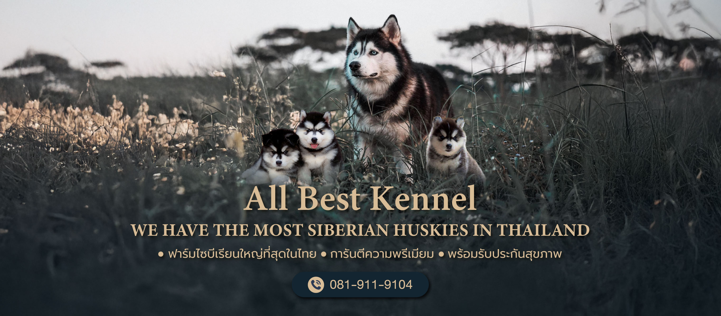 ฟาร์มสุนัข-Allbest-Kennel-ฟาร์มไซบีเรียนใหญ่ที่สุดในไทย