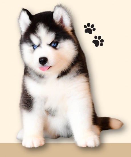 ฟาร์มขายลูกหมาไซบีเรียน