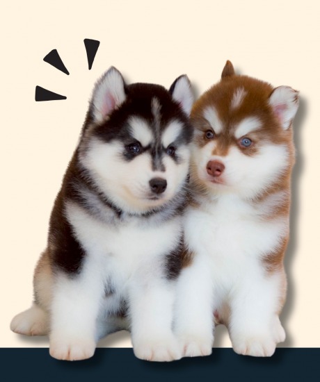 อยากเลี้ยงลูกหมาไซบีเรียน