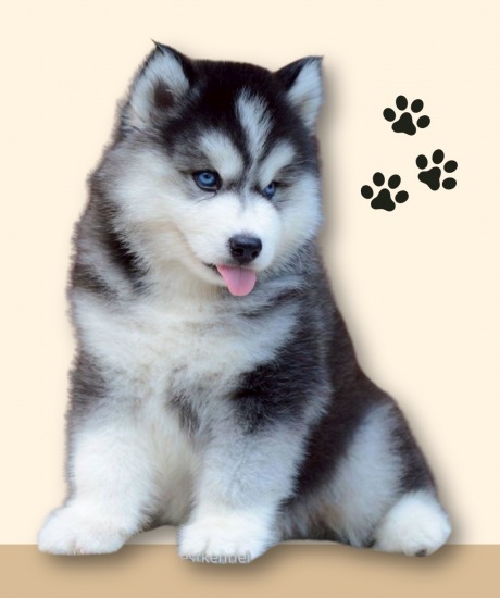 ลูกสุนัขไซบีเรียน