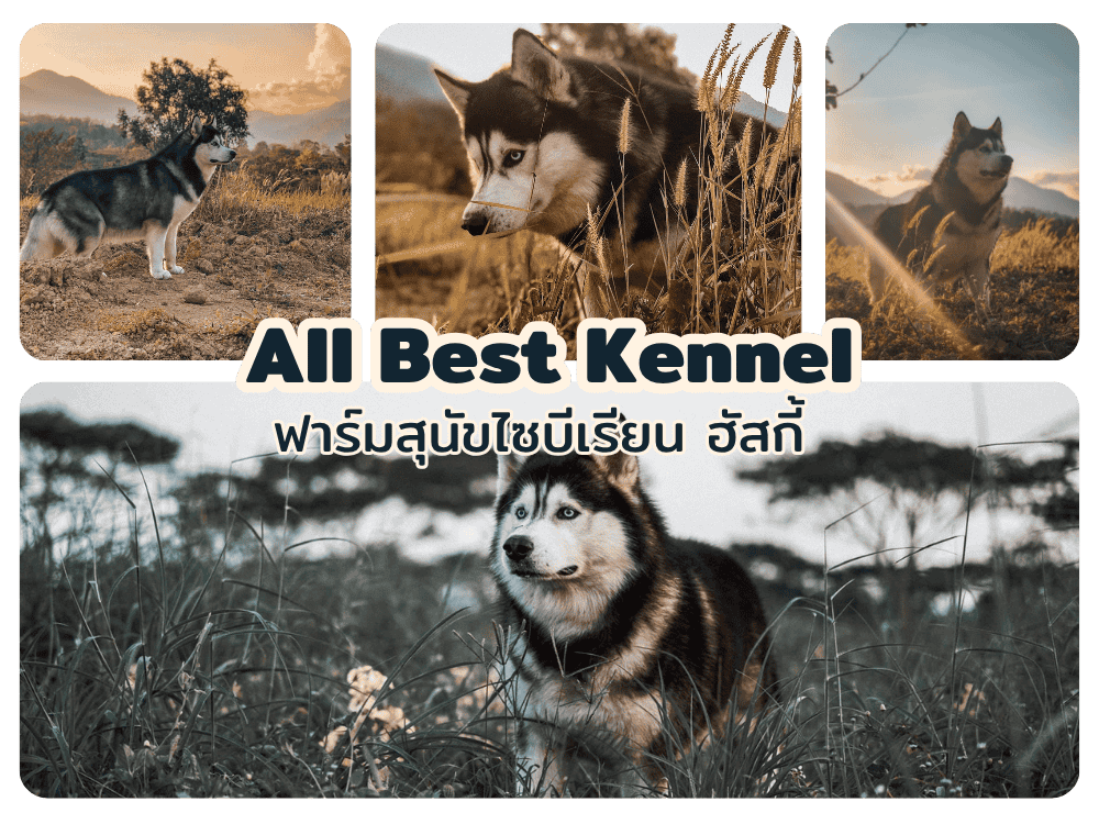 ฟาร์มหมาไซบีเรียน เกรดดี